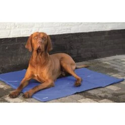 Beeztees Quick Cooler Koelmat IZI Blauw -Virbac Winkel quick cooler koelmat izi blauw 1 2