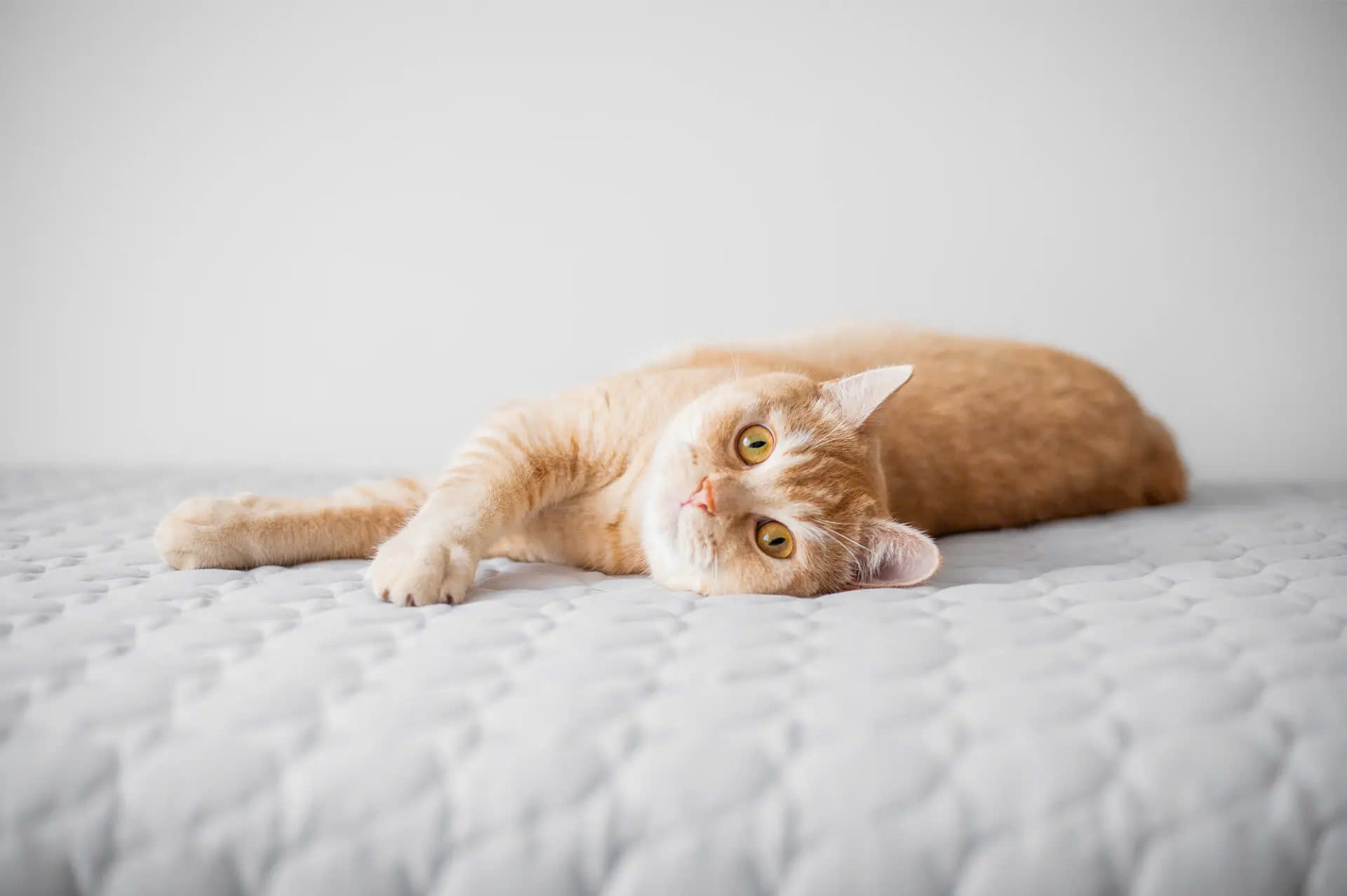 Voorkant 2 Voorkant -Virbac Winkel z6465575836065 c421e02c91b690fef4e05400fb91d276